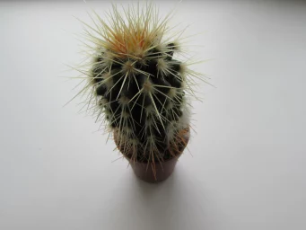 Кактус, cactus, 0339